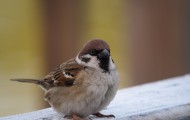 20110122-IMG_4263